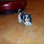 فندق فندف أباتسيا البندقية